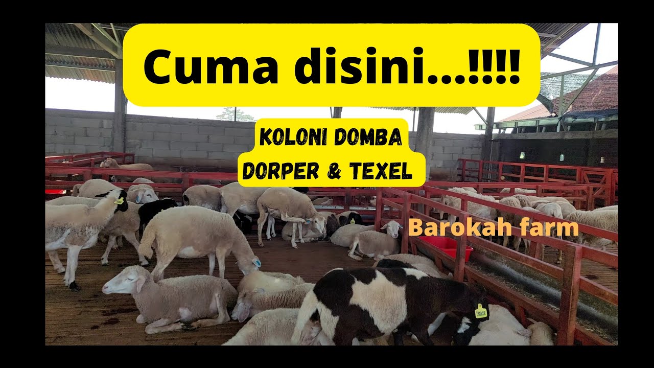 REVIEW DOMBA DORPER & TEXEL DIBAROKAH FARM #kambing #ternakkambing #kandang #domba