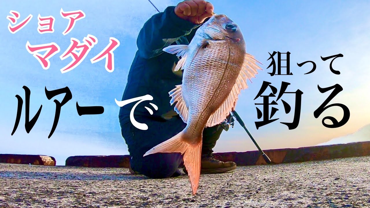 【ショアマダイ】真鯛をルアーで確実に釣るには？