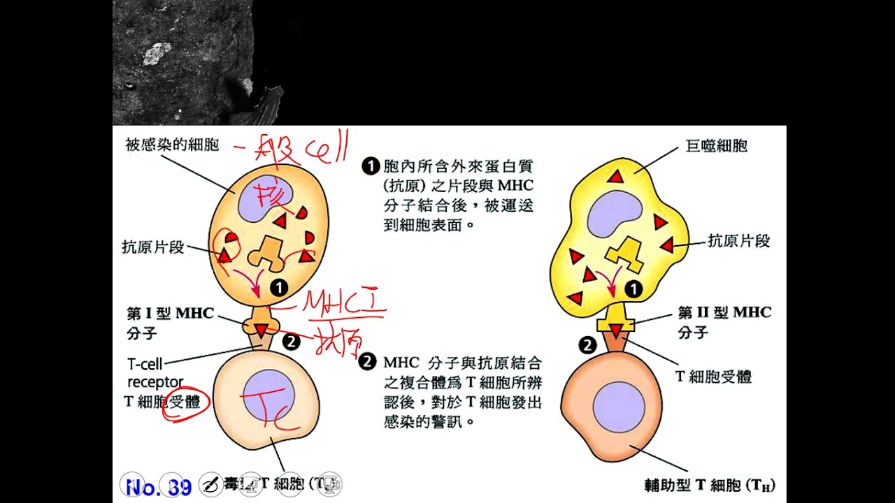 10802高三選修生物ch10 2 14專一性免疫參與元件 分子三禮