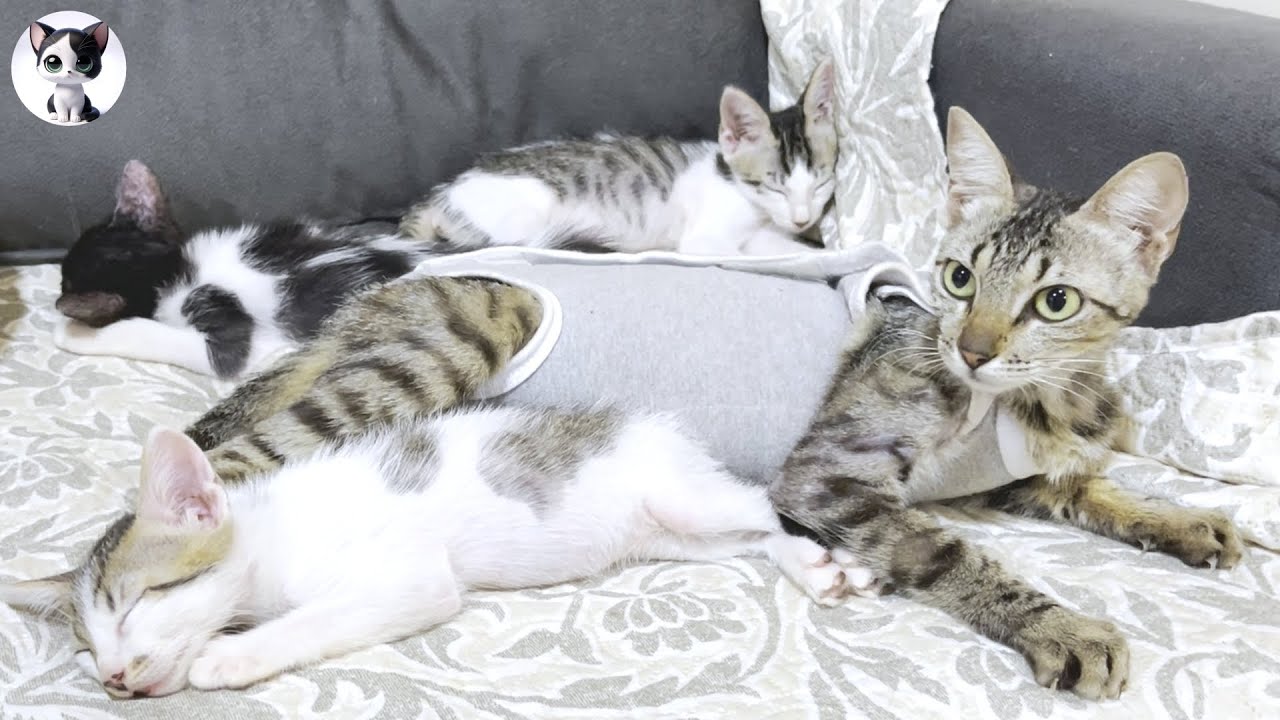 Может ли любовь худой кошки к своим котятам исчезнуть даже после операции?