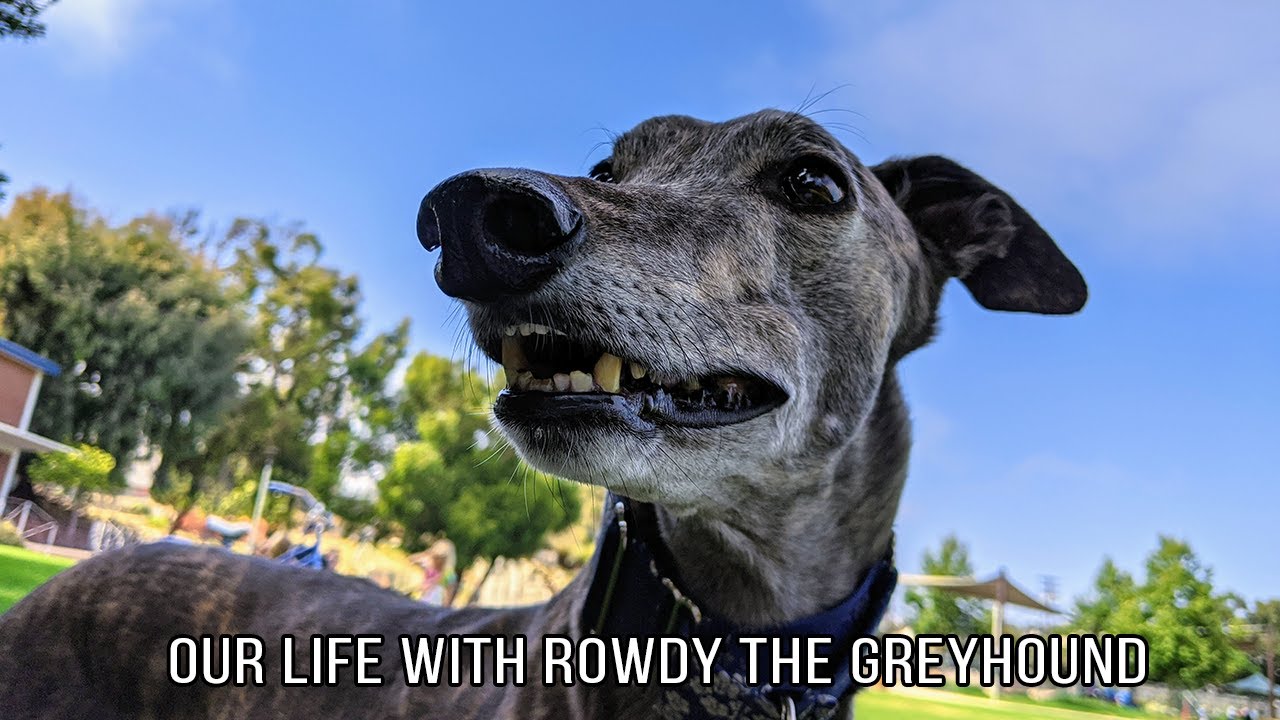 Our Life with Rowdy the Greyhound