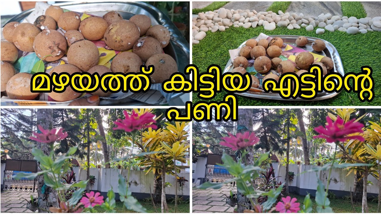 Morning  ലെ ഏറ്റവും നല്ല exercise ഉം ഇന്നത്തെ വിളവെടുപ്പും /Morning vibes 
