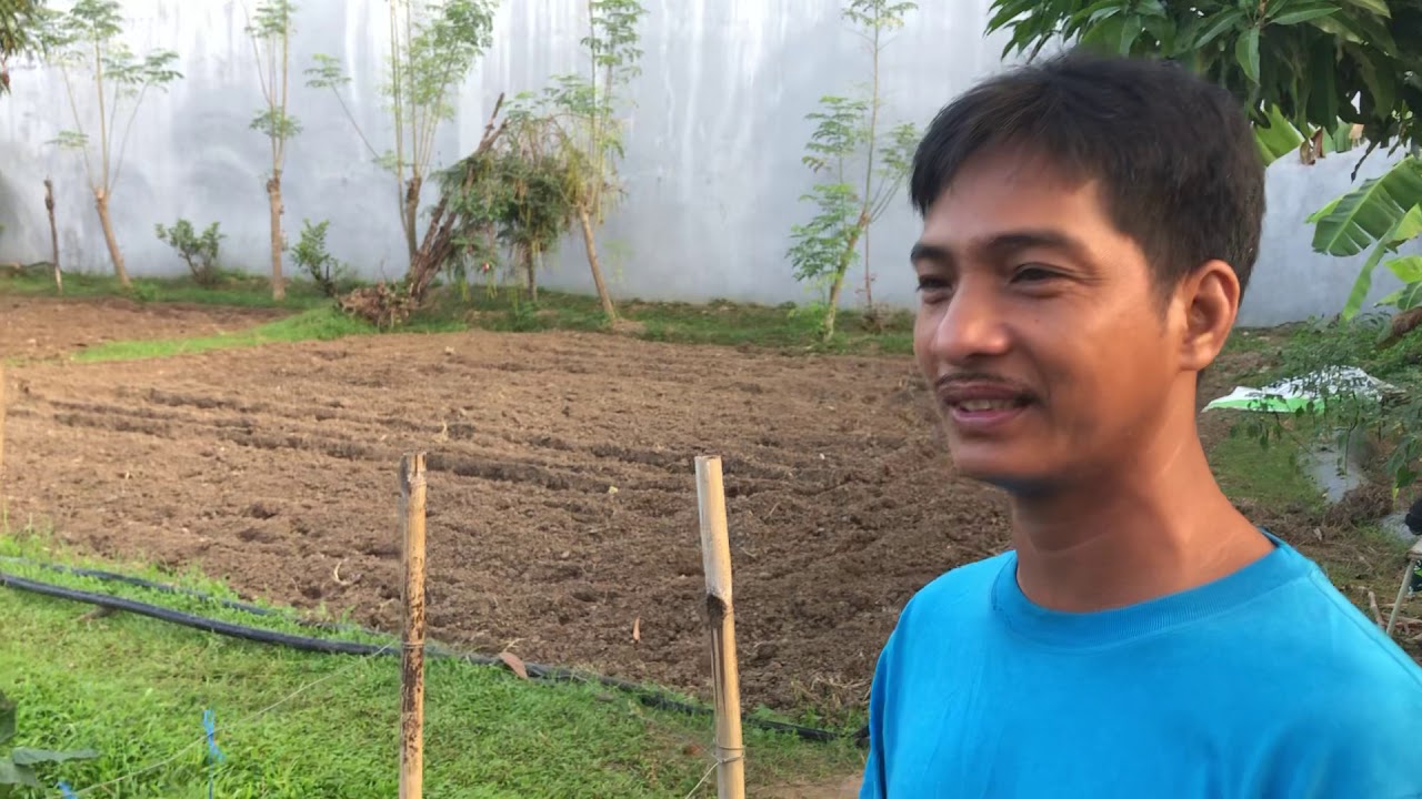 Growing bell pepper in the lowland