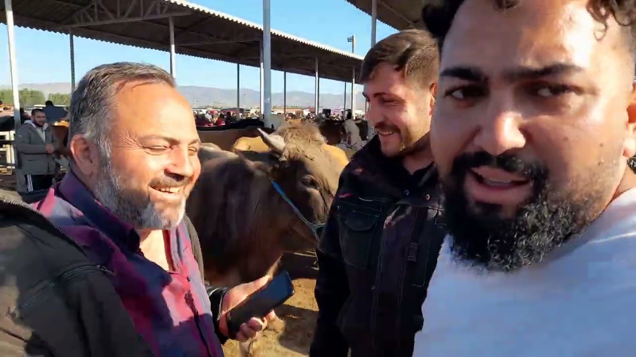 ŞARKIŞLA HAYVAN PAZARI BÜYÜKBAŞ BÖLÜM 3 / 1 HAZİRAN 2024