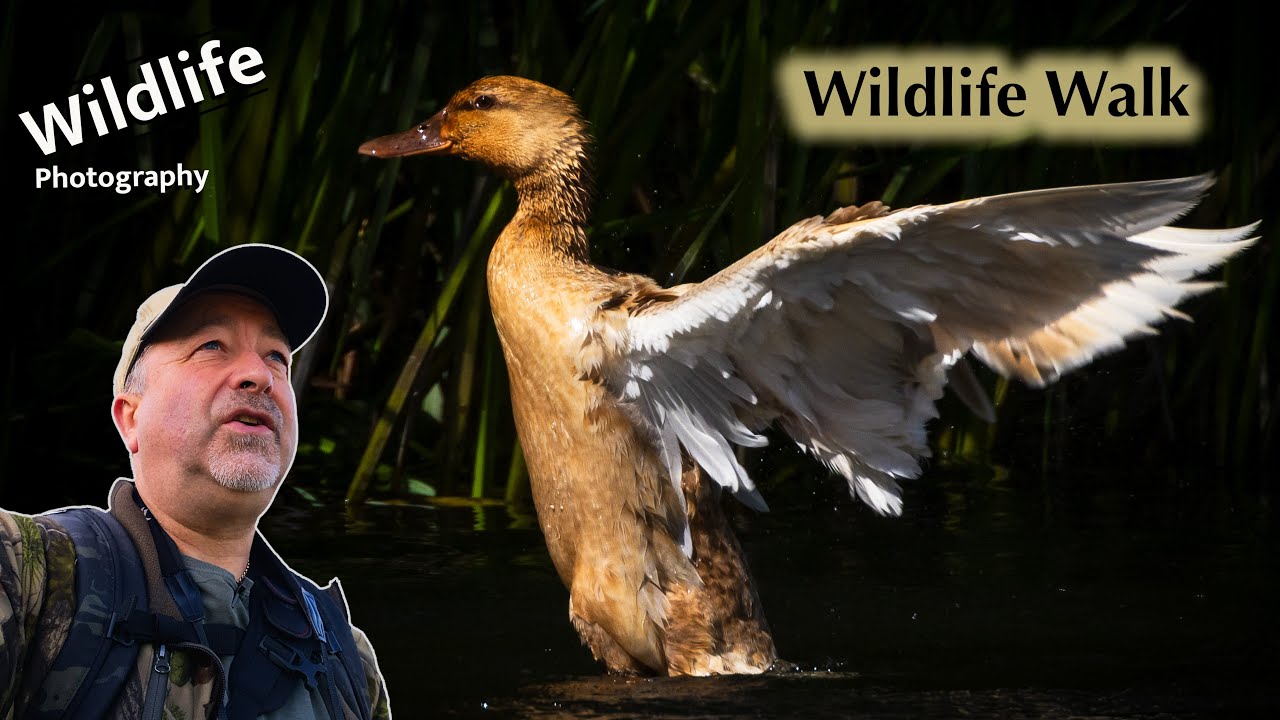 Going Tripodless - UK Wildlife and Nature Photography