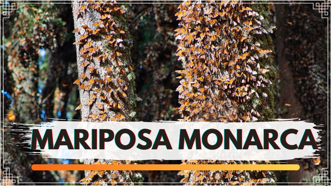 ¡¡  SANTUARIO DE LA MARIPOSA MONARCA !!