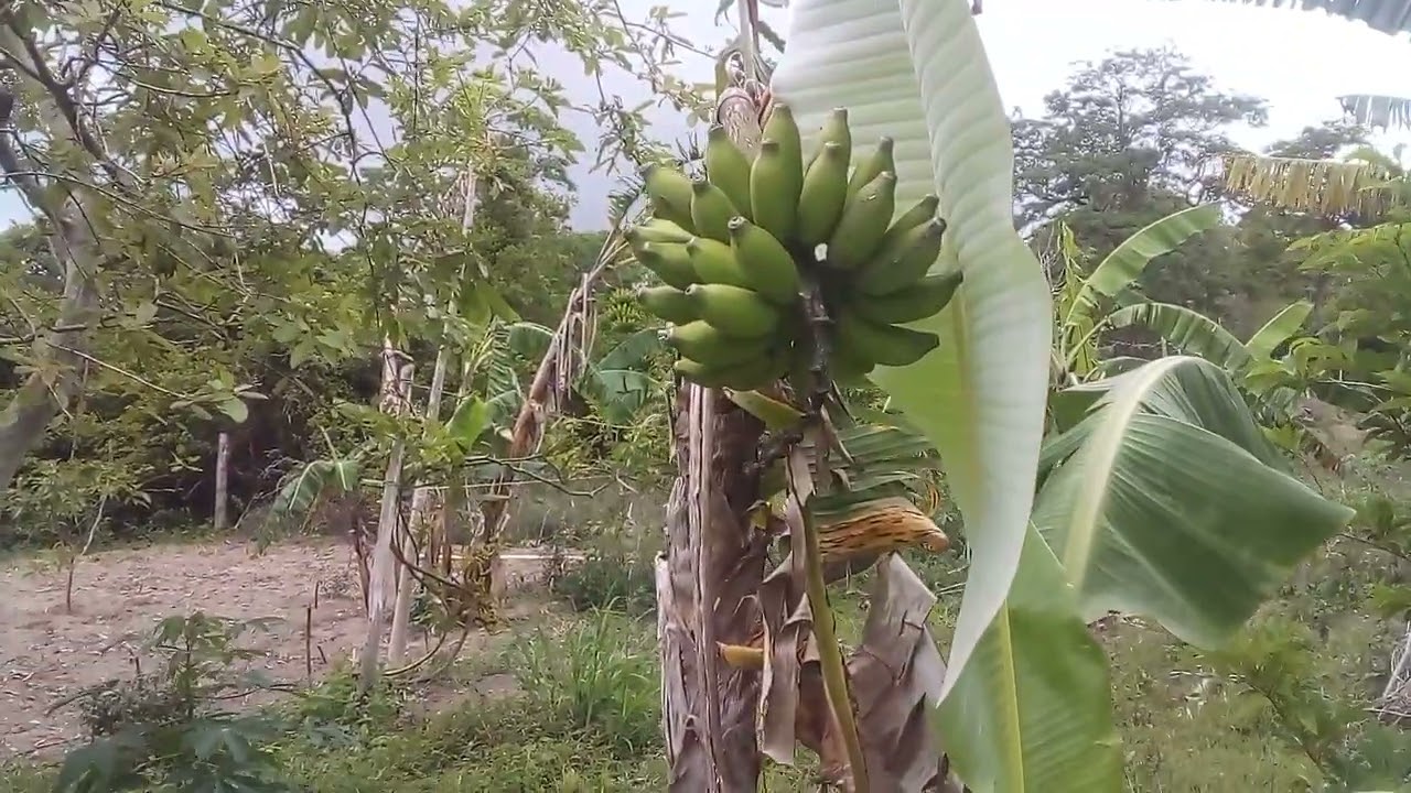 Pequeno produtor rural