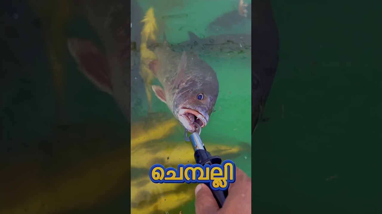 പെടക്കണ നല്ല ഉശിരൻ ചെമ്പല്ലി😱#shortsvideo #shorts #shortsviral #mangrovejack #fishing