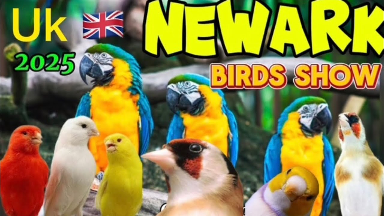 NEWARK BIRDS SHOW UK.   26/10/25.     Part. ( 2 ).    نمایشگاه پرندگان زینتی انگلیس #birds 