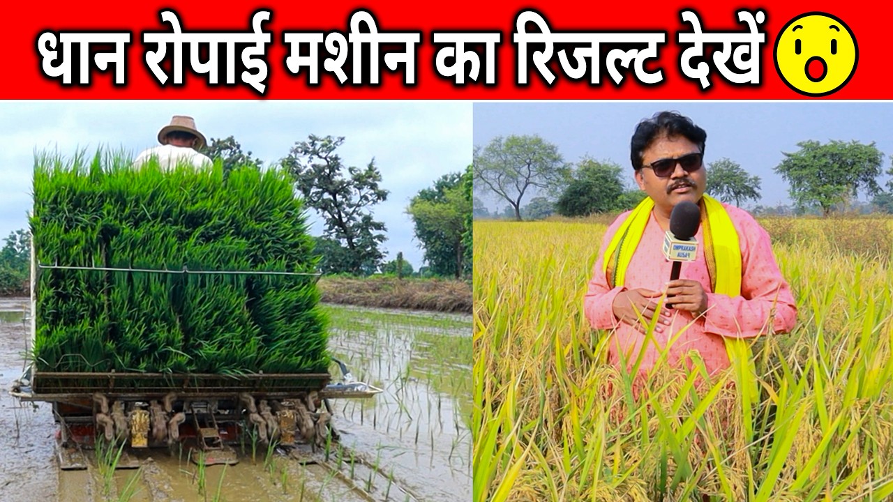 धान रोपाई मशीन का रिजल्ट कैसा आया😱  !। Paddy Transplanter Machine Result Chhattisgarh
