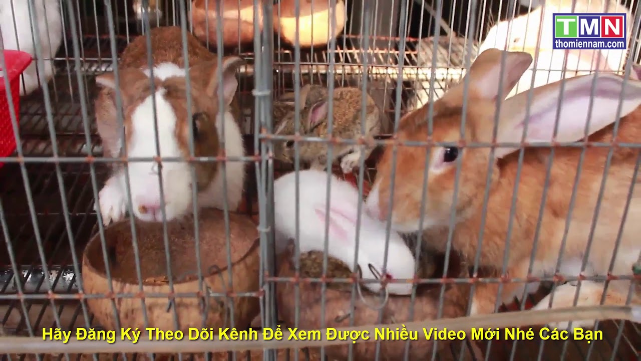Nuôi thỏ giống, thỏ thịt bằng Cây Chuối và Rau Lang sẽ như thế nào | Thỏ Miền Nam #23