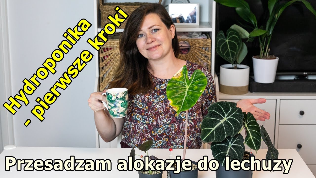 Kawa z roślinami #2 | Pierwsze kroki z hydroponiką | Przesadzam alokazje do lechuzy