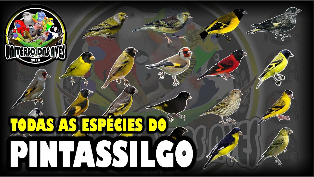 TODAS AS ESPÉCIES DO PINTASSILGO - CONHEÇA AS VARIEDADES DA ESPÉCIE!