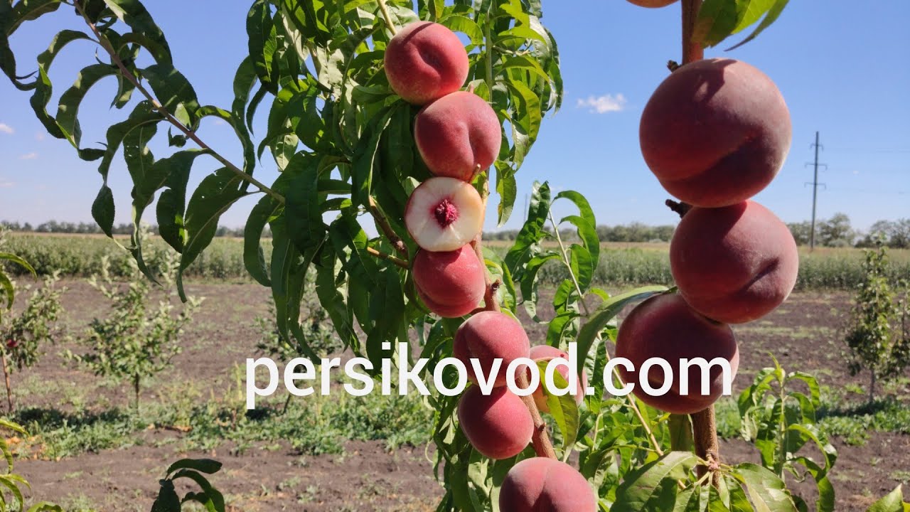 Персик Тендресс(Тendresse)25.08.2020/persikovod.com