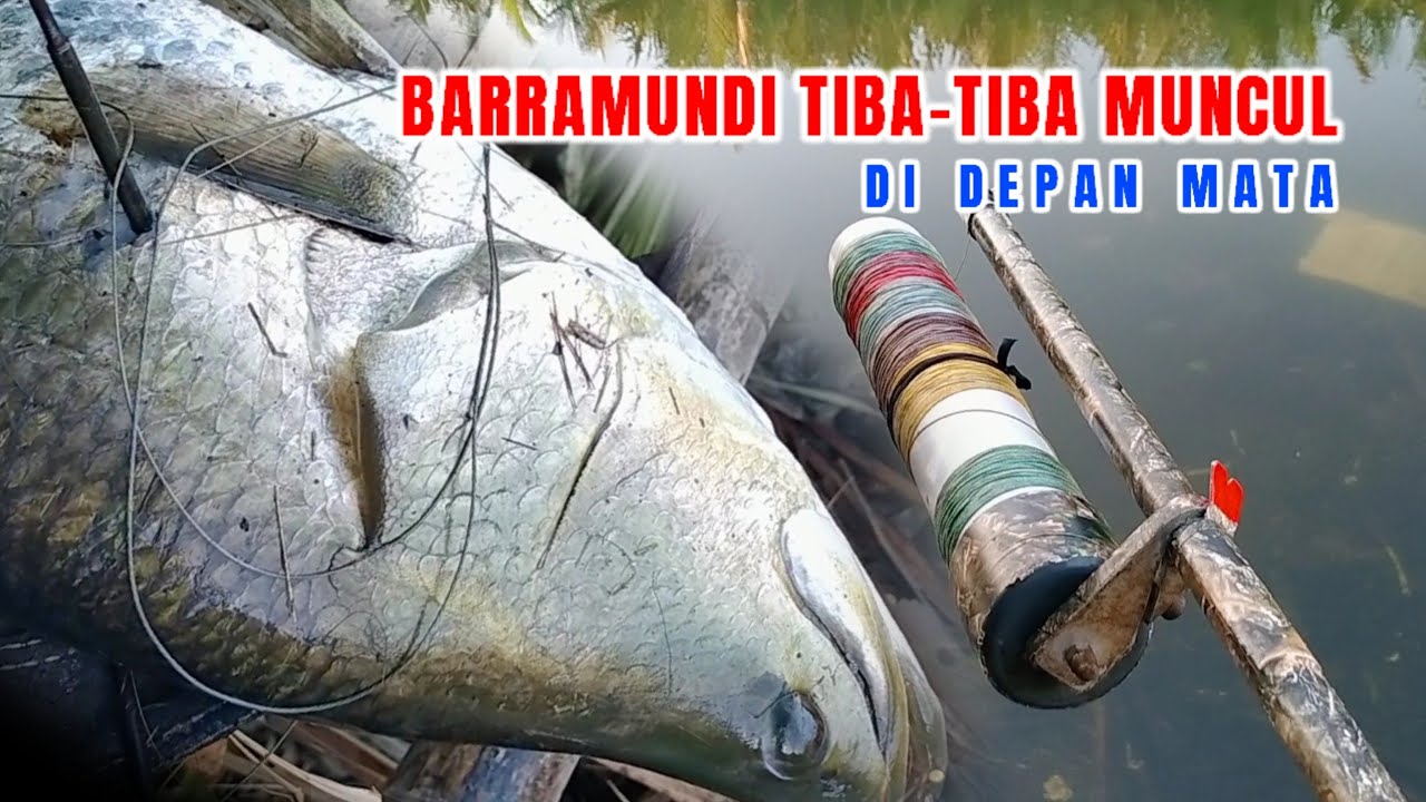 Nungguin nila Tiba-tiba ikan barramundi muncul di depan mata, paser mania Nembak ikan kakap