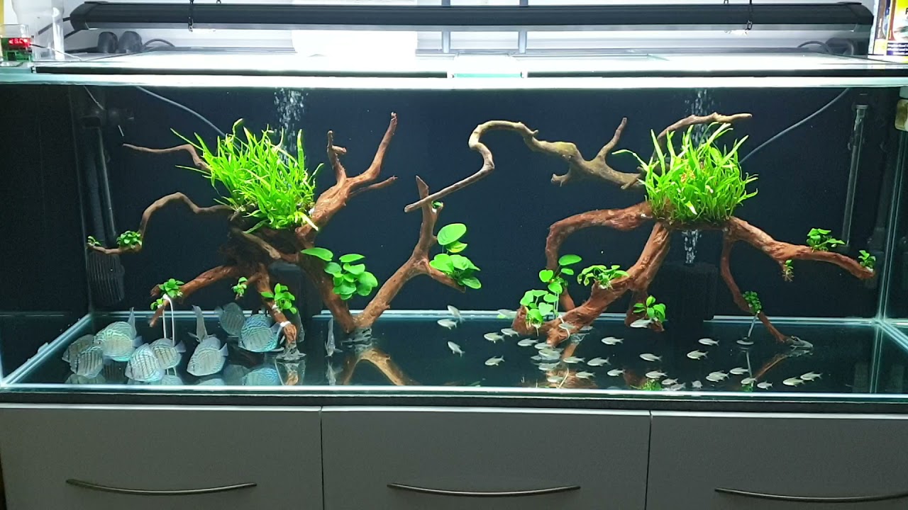 discus tank 18.04.21 180x60x60 600L / 6x2x2 - brilliant turquoise discus, lemon tetra corydoras.