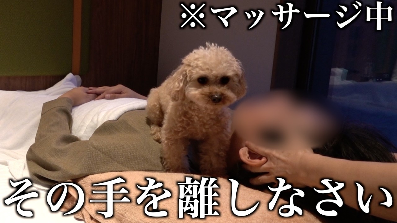 超甘えん坊トイプードルとマッサージを受けるとこうなります