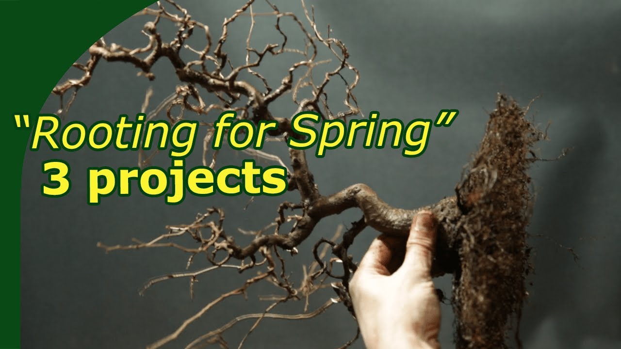 Korean hornbeam, Japanese Maple and Zelkova spring work
