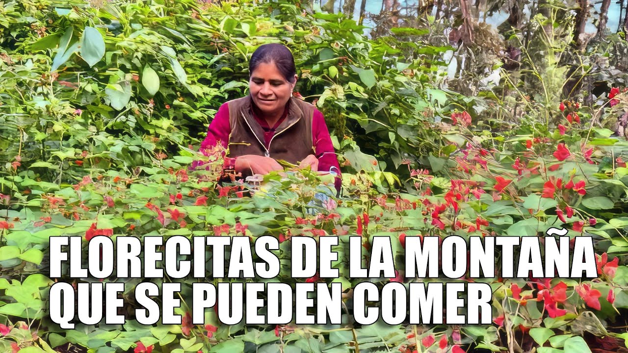 Flores comestibles que nos regala el campo, las preparo en tortitas