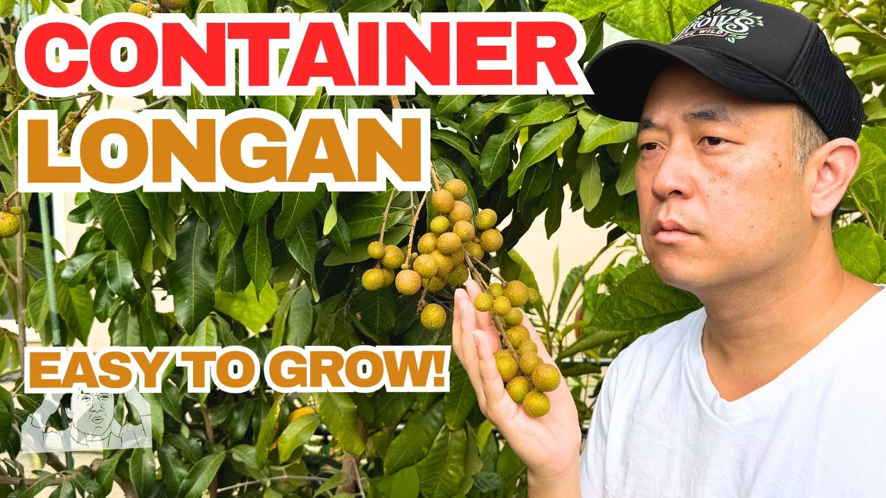 Growing Longan In Containers and Getting Fruit