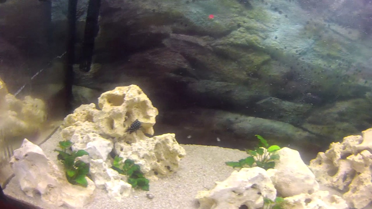 Aquarium Bude - Teil 1 - Rene's Becken - Tropheus doboisi maswa