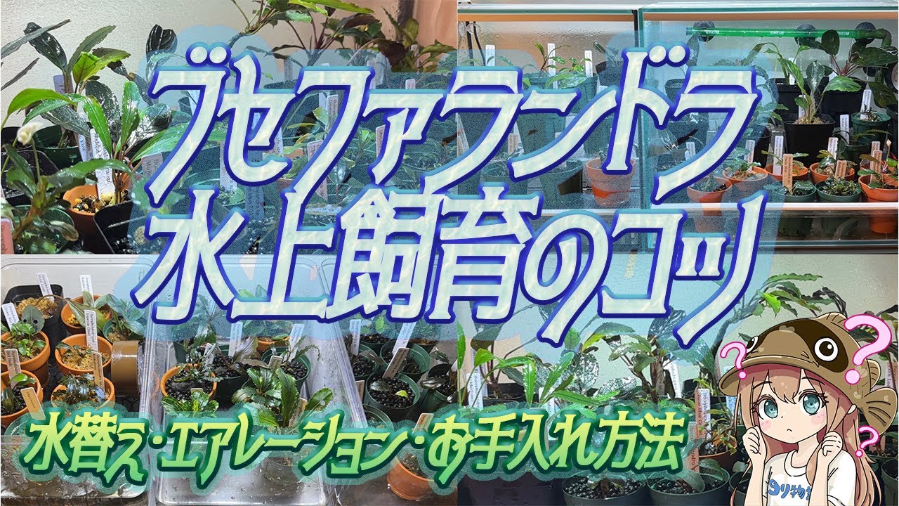 ブセファランドラ水上飼育のコツ～水換え・エアレーション・日々のお手入れについて～