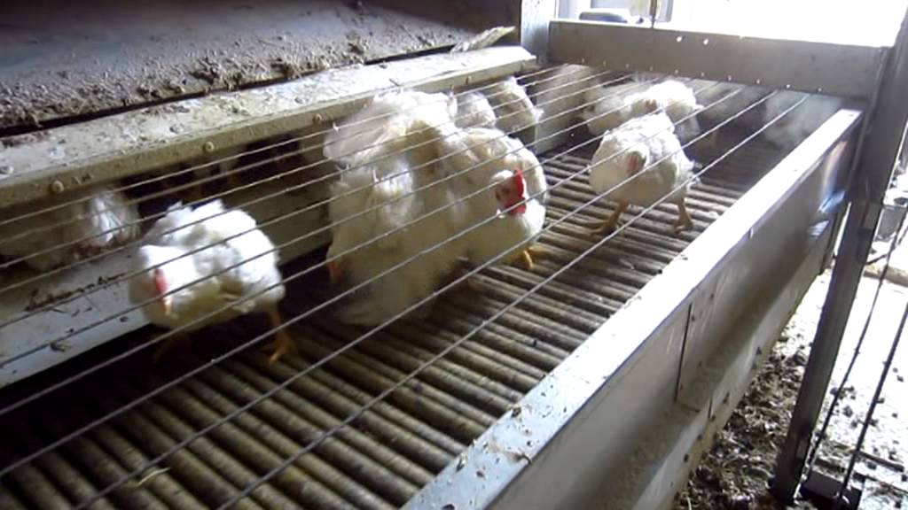 Loading Station - Quick and simple loading from battery cages