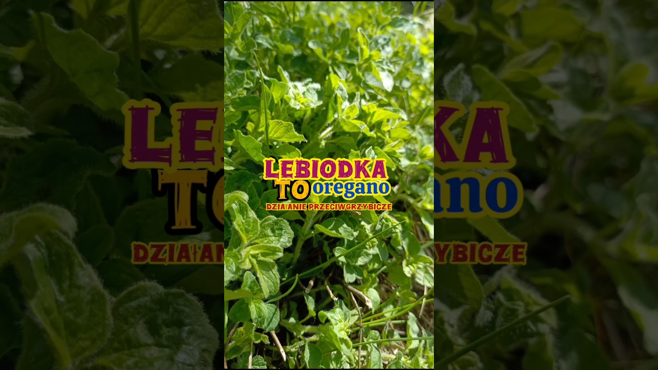 Zioło na przerost grzybów candida - Oregano (lebiodka). 