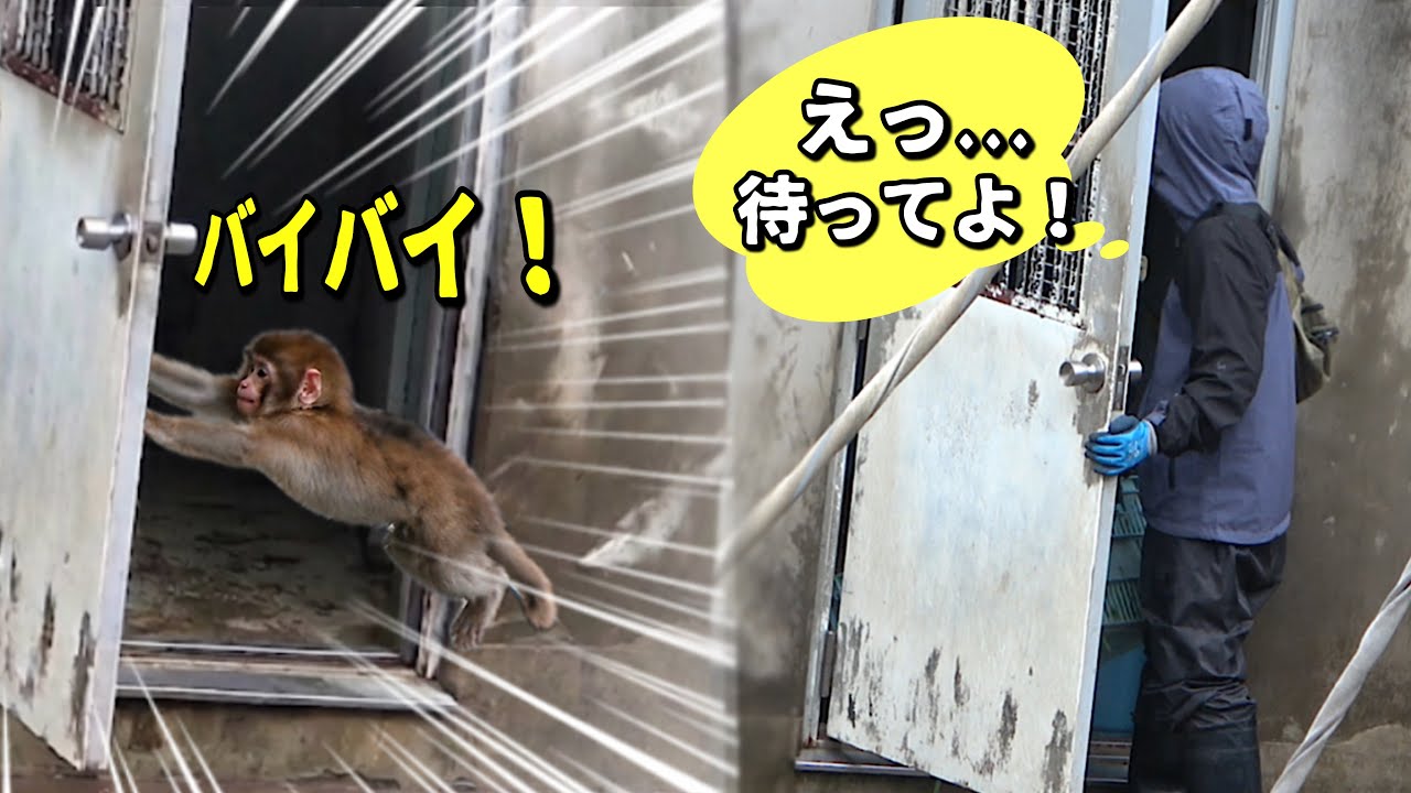 Leaving Dad Behind?! 🐵 Punch Runs Away to the Backyard Alone! 🤣