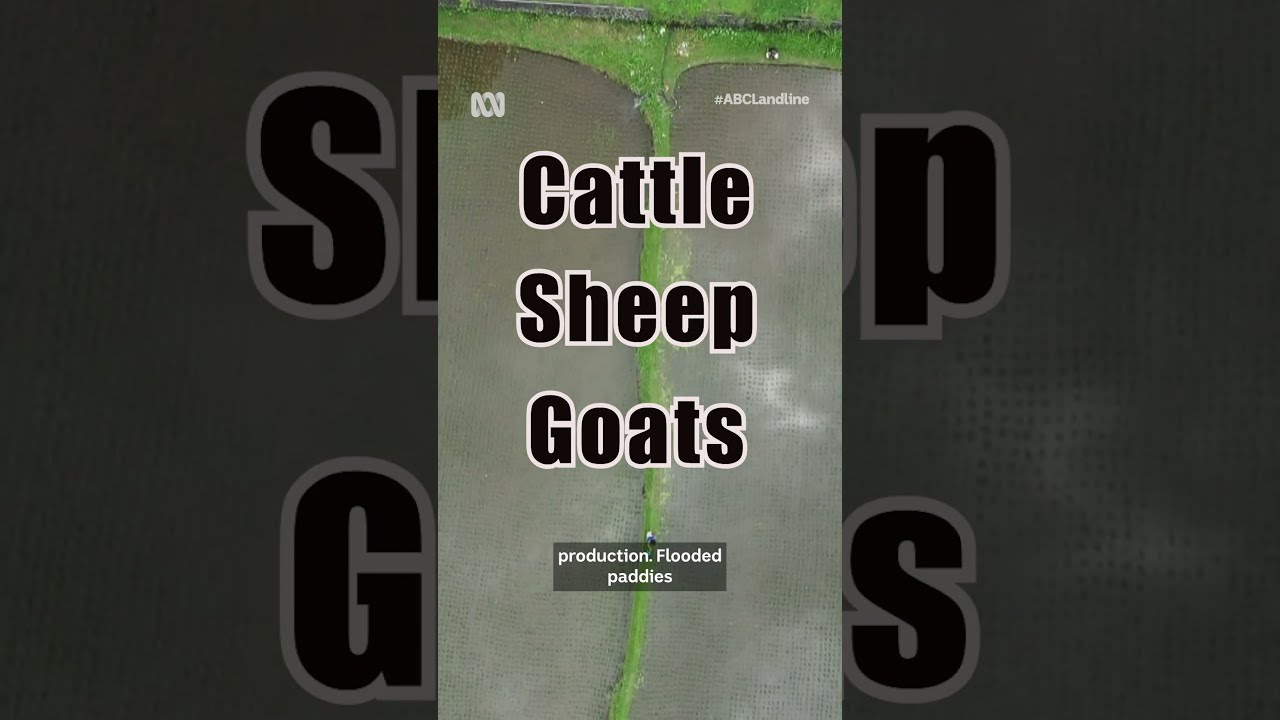 Did you know paddy field rice accounts for 10% of methane emissions? 🍚🌾 | Landline | ABC Australia