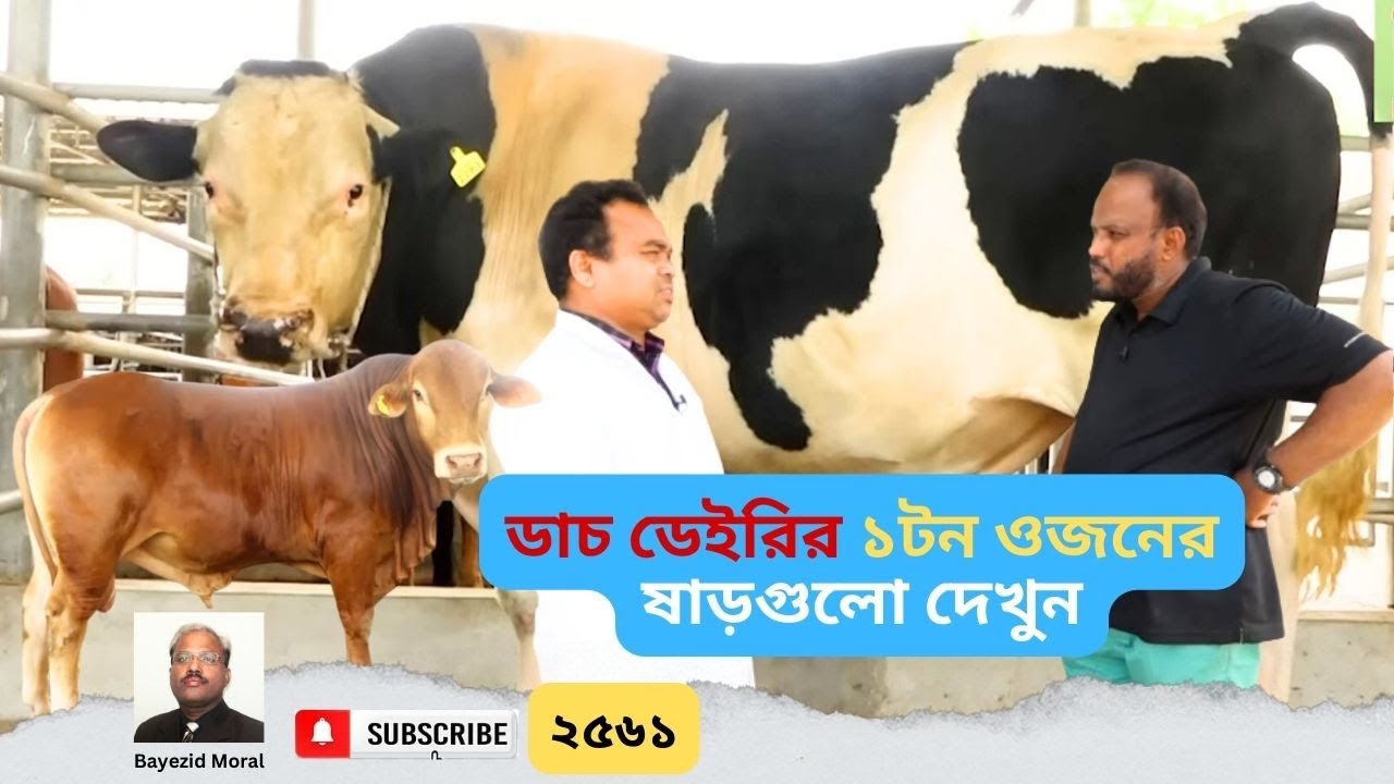 ডাচ ডেইরির ১টন ওজনের ষাড়গুলো দেখুন | dutch dairy | Qurbani goru 2023