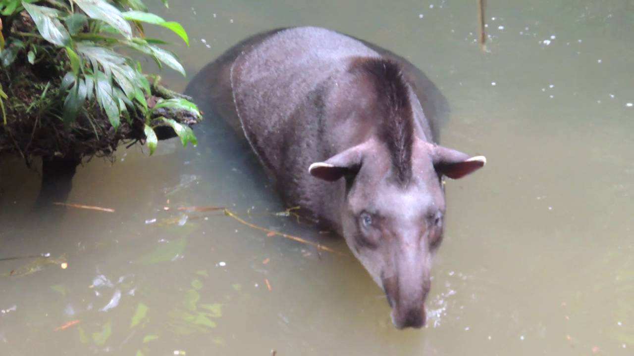 Estacion de Tapir Sarayaku