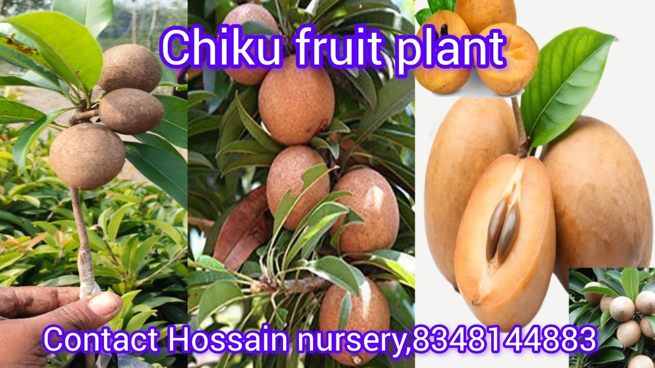 Chiku fruit farming plant contact Hossain nursery,8348144883