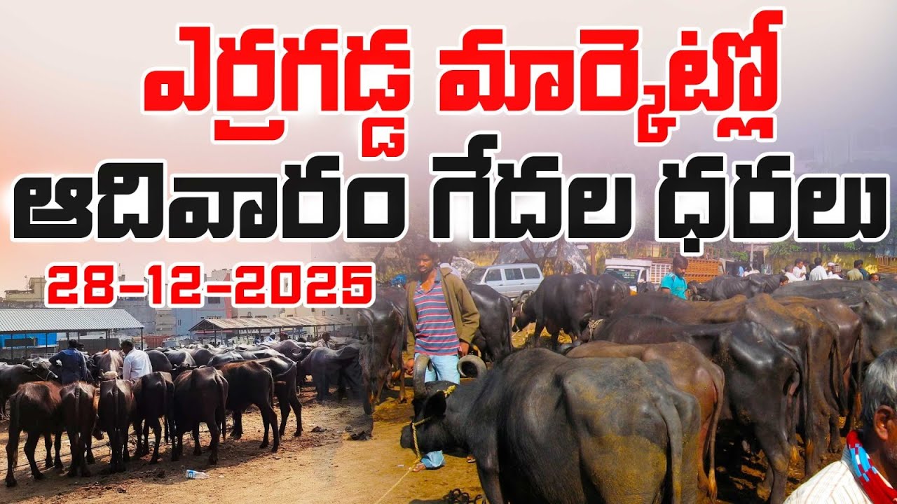 ఎర్రగడ్డ మార్కెట్లో  గేదల ధరలు... | Erragadda Buffalo Market | Buffalo For Sale | GL FARMING