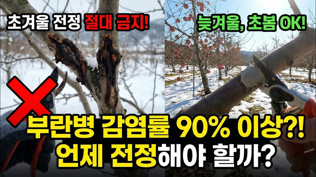 지금 전정하면 `부란병` 감염확률 90% 이상 입니다. 그럼 언제 해야 할까요?