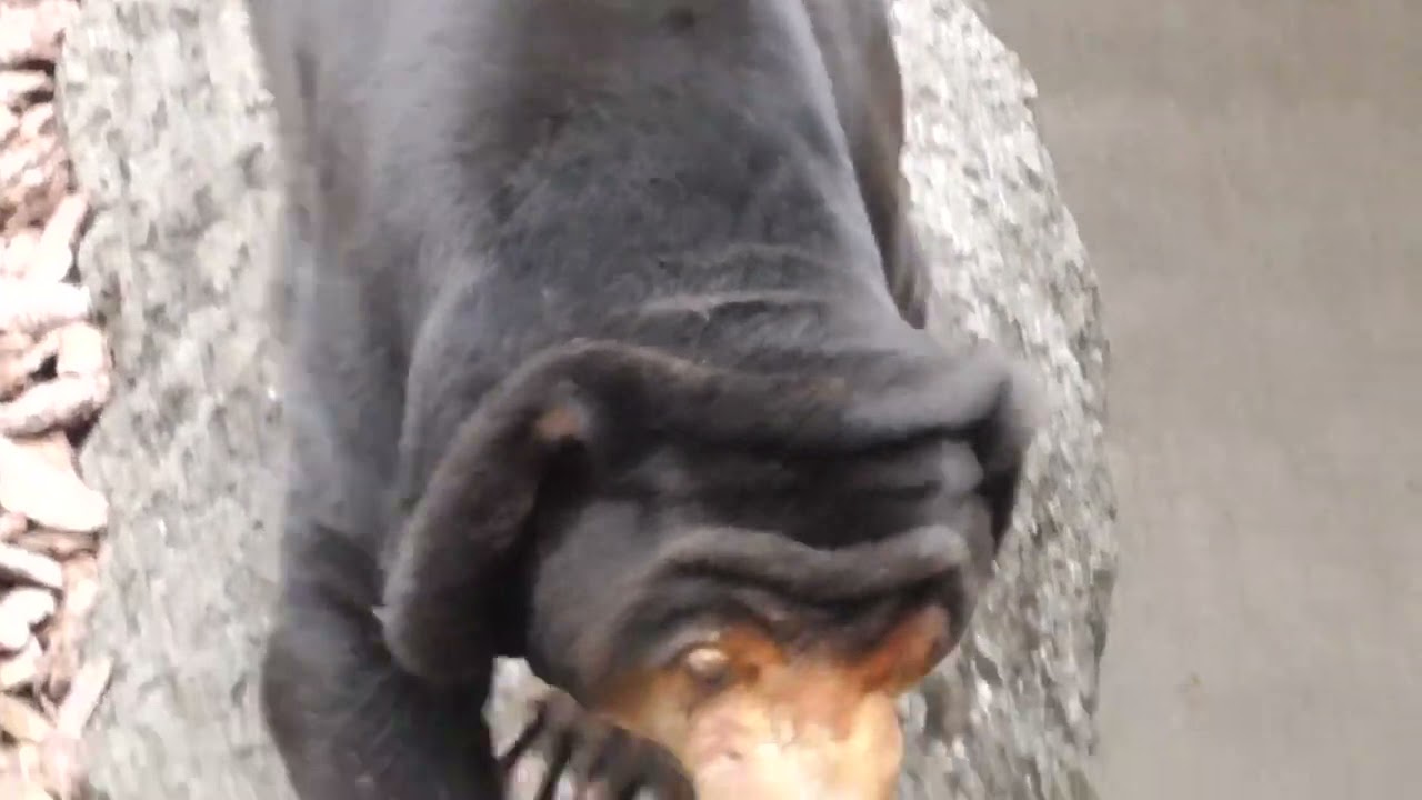 Sun Bear often walks here [Ueno Zoological Gardens in Tokyo, Japan]
