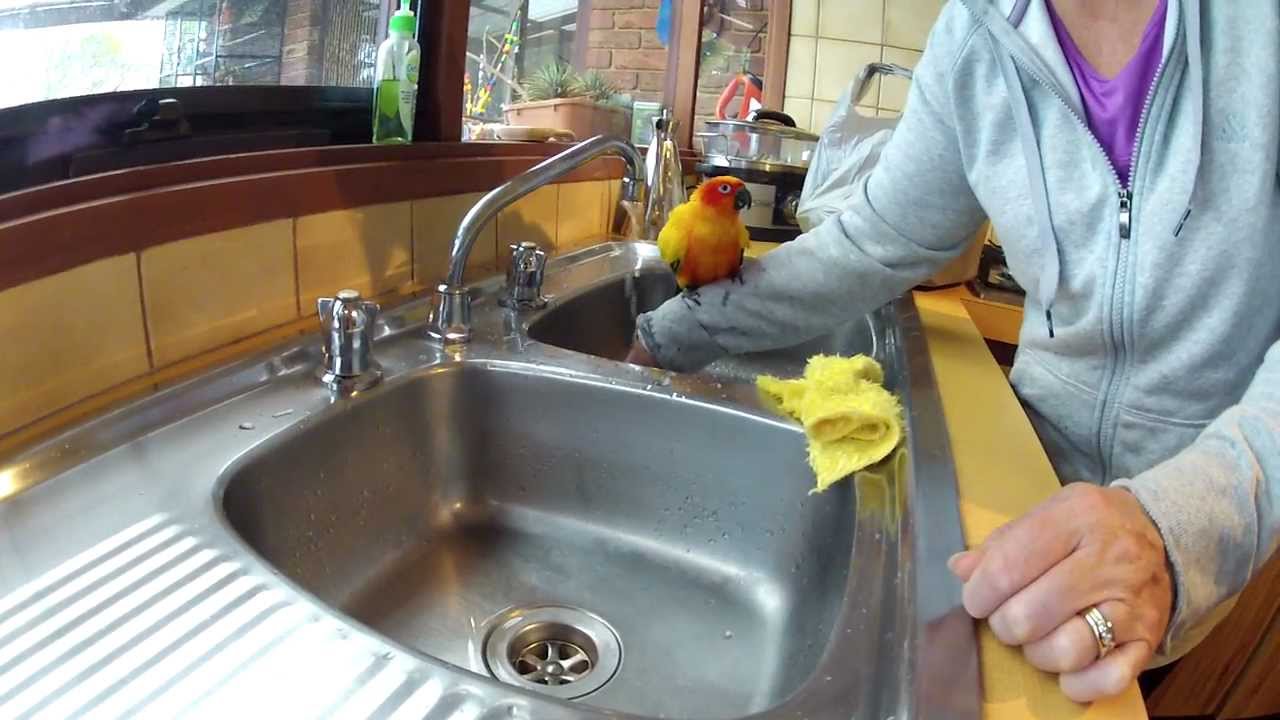 Cosmo having a bath in the Kitchen Sink
