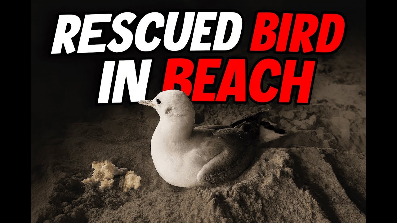 Rescued Bird in Sharjah Beach