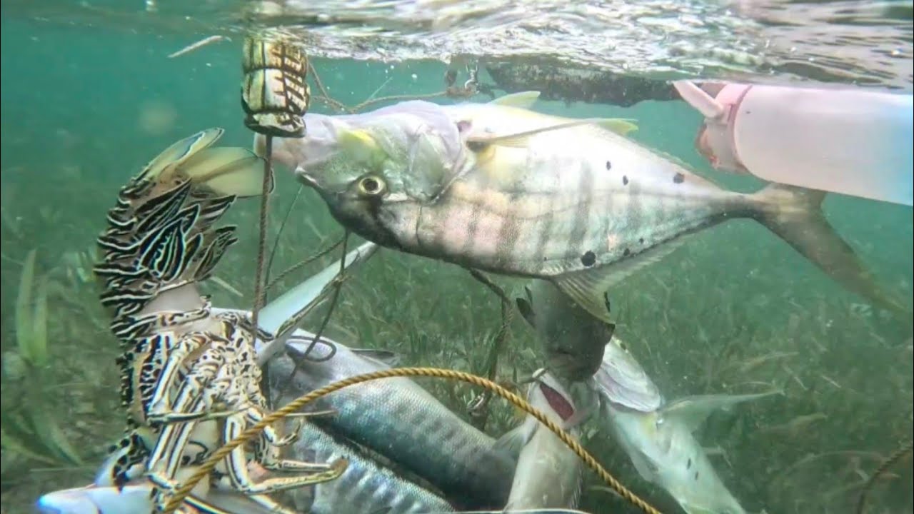 Spearfishing/Blessing sa mababaw,🤩🤩🤩