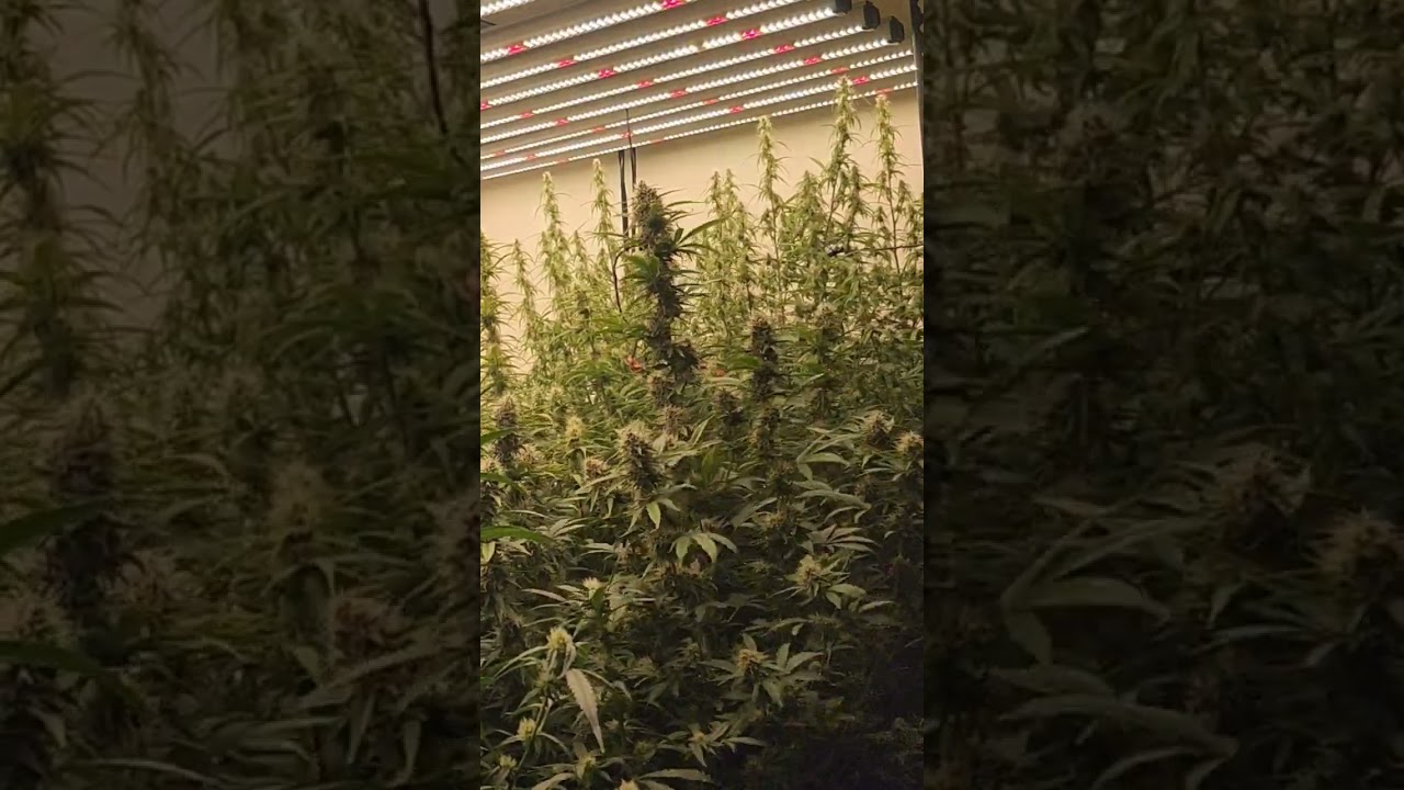 Relaxing Ganja Garden ✌️  #diyautoflower #relaxing #ganjagarden #shorts