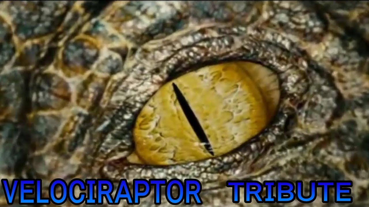 velociraptor Tribute - Comatose