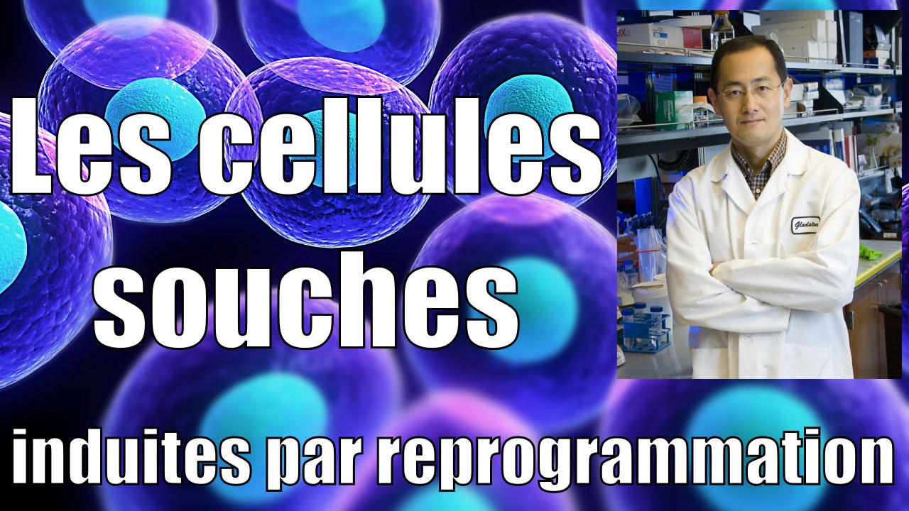 Les cellules souches induites par reprogrammation