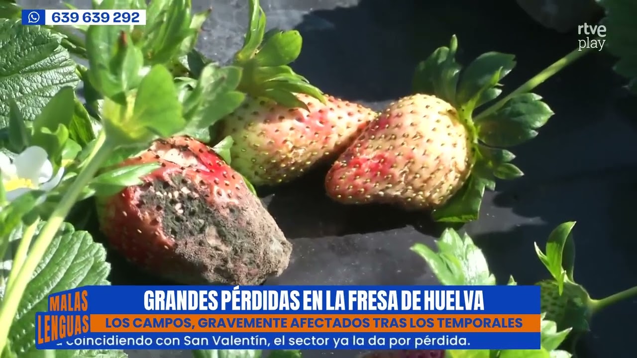 Grandes pérdidas en la fresa de Huelva - 'Malas Lenguas' / TVE 