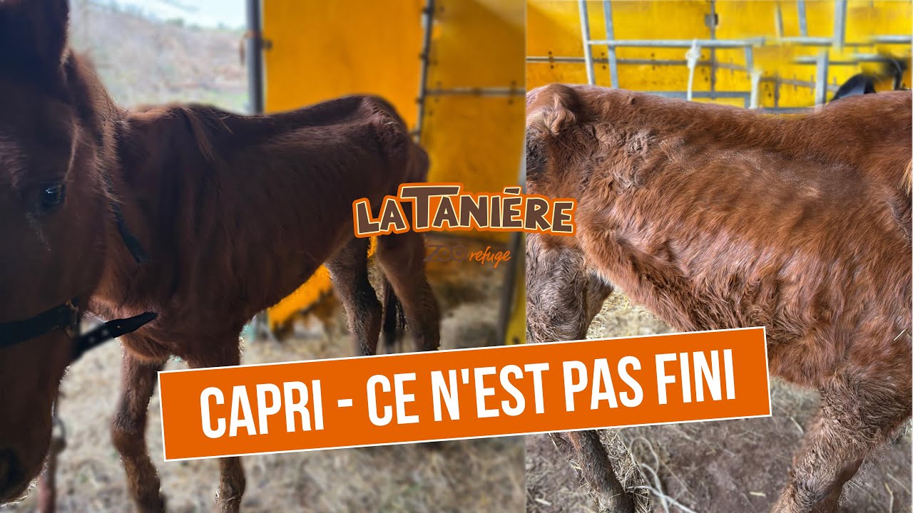 CAPRI - Ce n'est pas fini