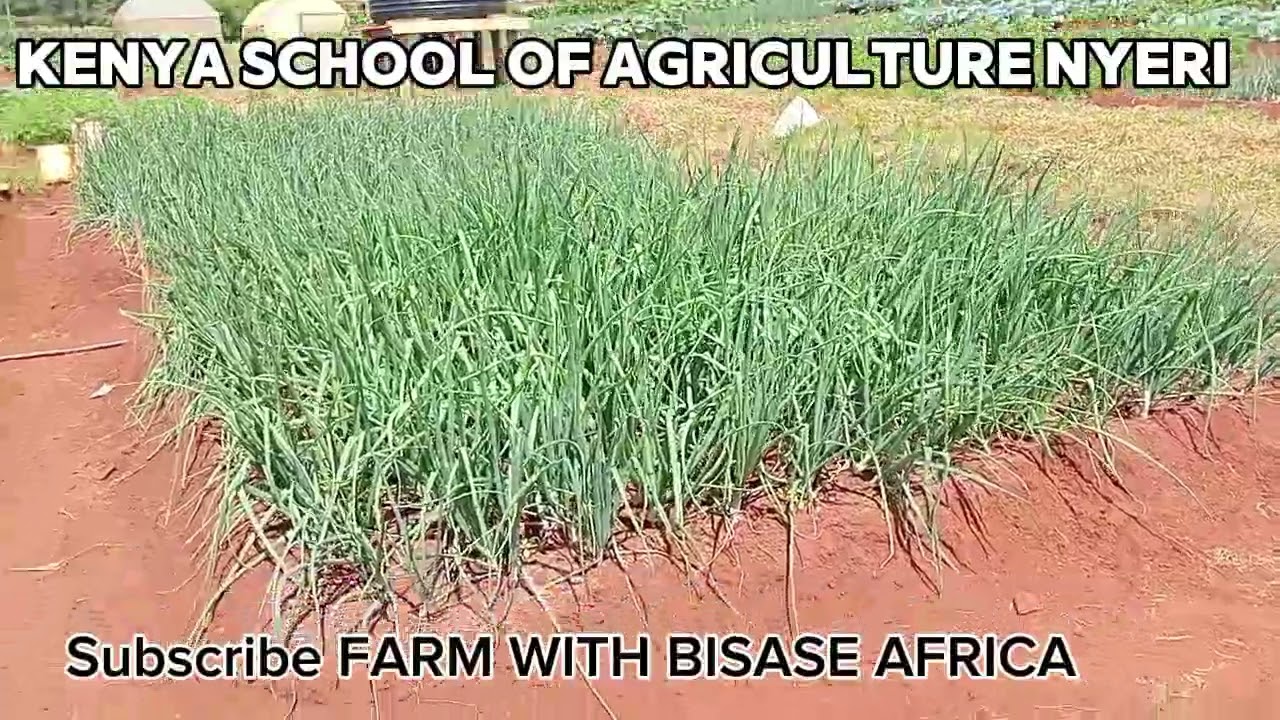 Visit Kenya School of Agriculture, Nyeri with Me