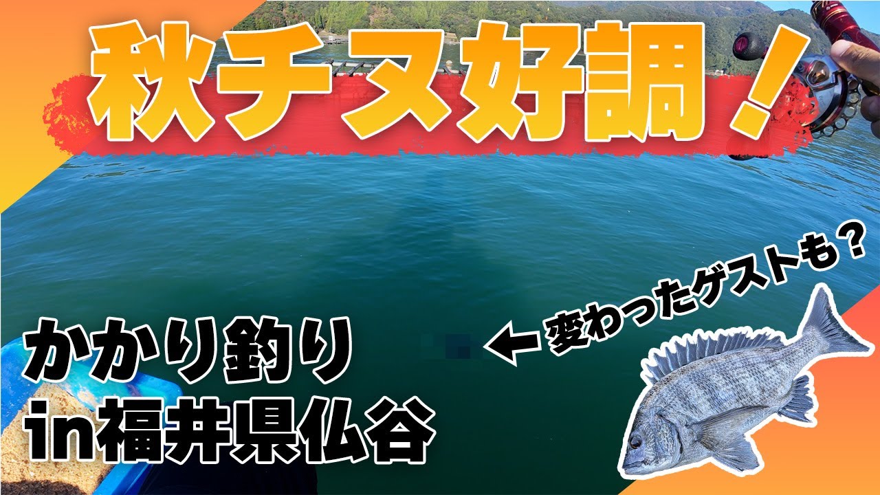 【かかり釣り】秋チヌ好調！サイズは出ないが数が出ます in福井県小浜市仏谷