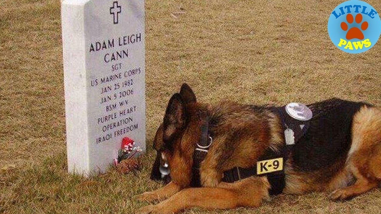 Top 10 Most Loyal Dogs In All Time