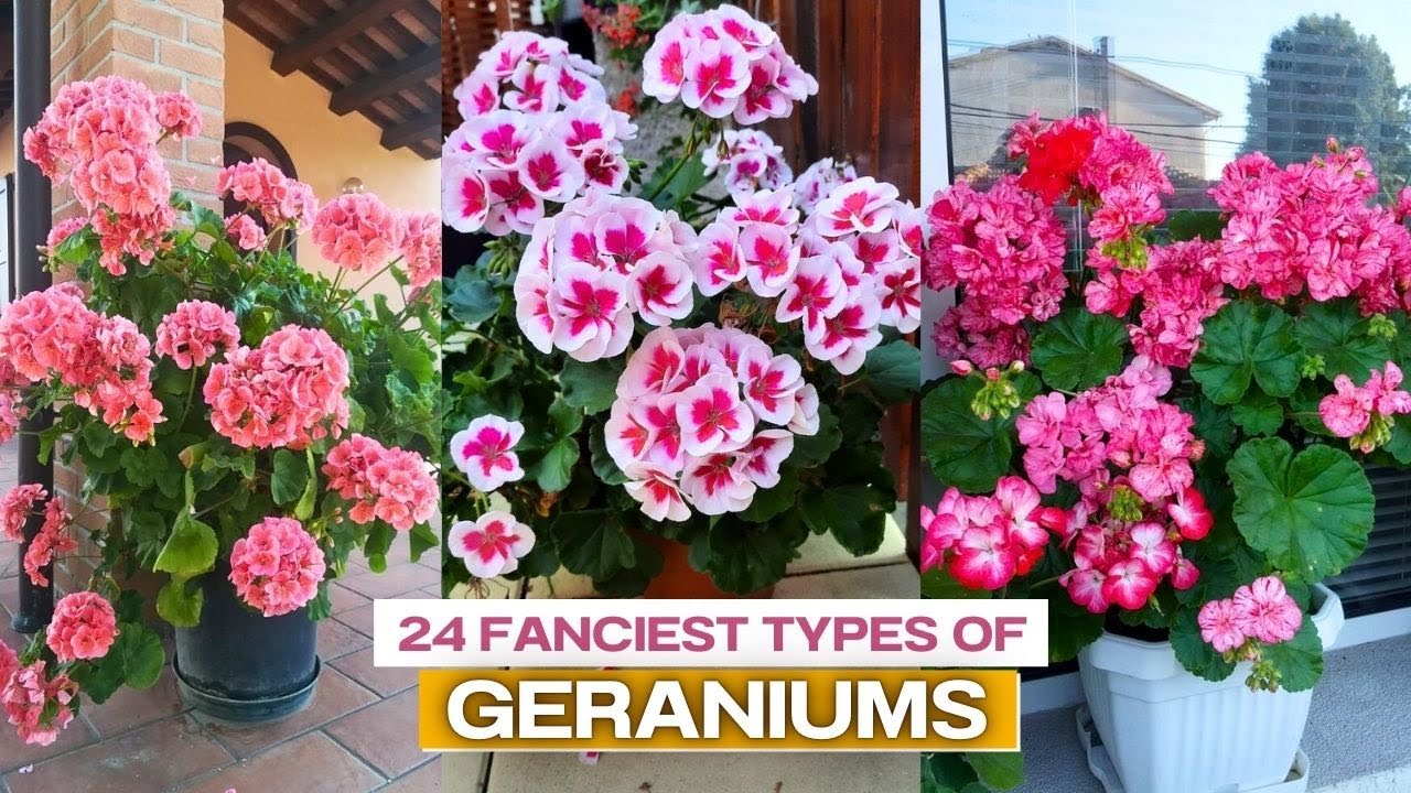 24 Fanciest Types of Geraniums || Variegated Geranium Varieties