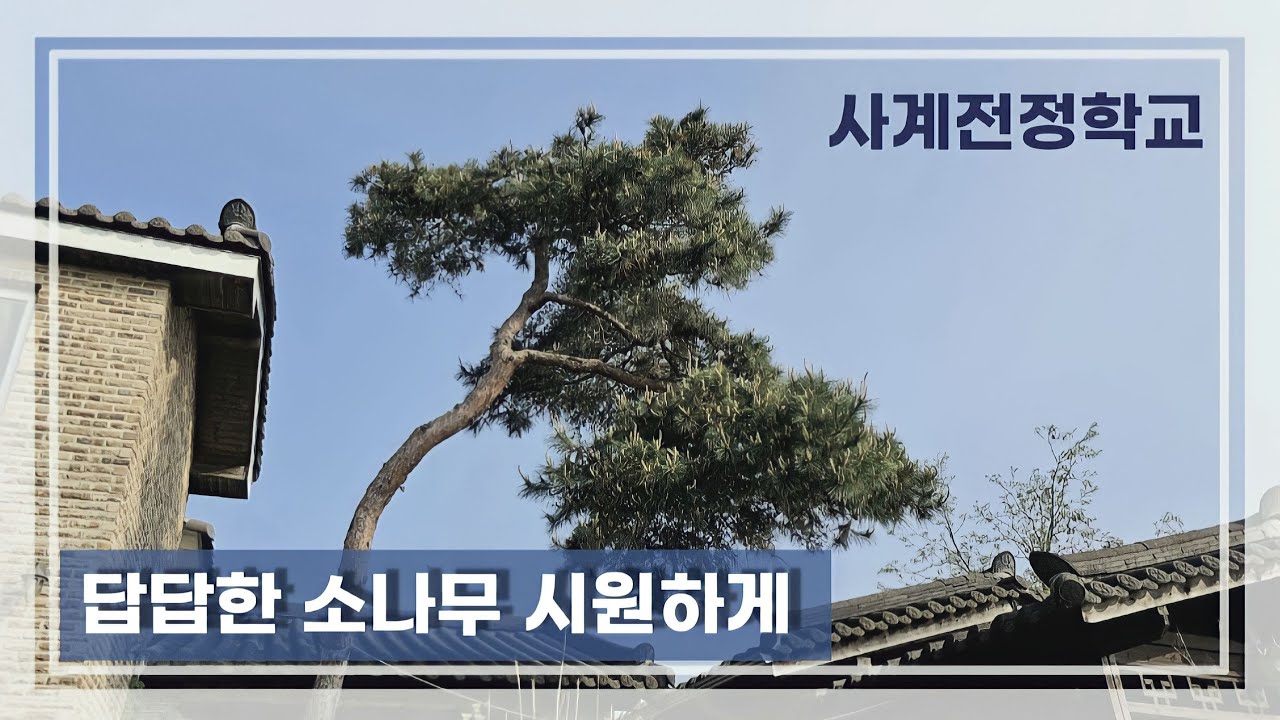 답답한 소나무 시원하게 #117사계전정학교 23 05 19