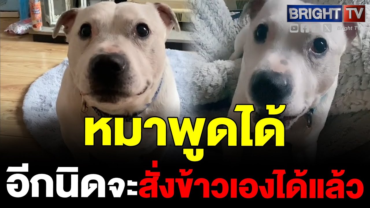 น้องหมา ฉลาดล้ำ! พัฒนาสกิลจากเห่า พูดเป็นคำๆ ได้